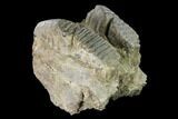 Fossil Stegodon Maxilla Section with Molars - Indonesia #148203-2